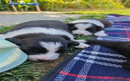 Sprollie dogs for sale: Puppies from Border Collie  - Image 4
