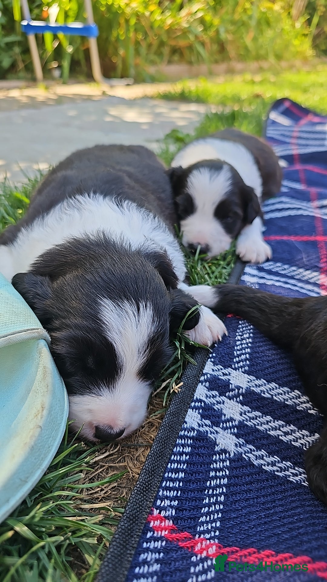 Sprollie dogs for sale: Puppies from Border Collie  - Image 4