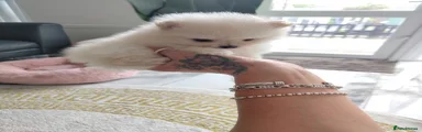 Pomeranian 3