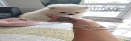 Pomeranian dogs for sale: Miss Helen  in Nottingham - Advert 1