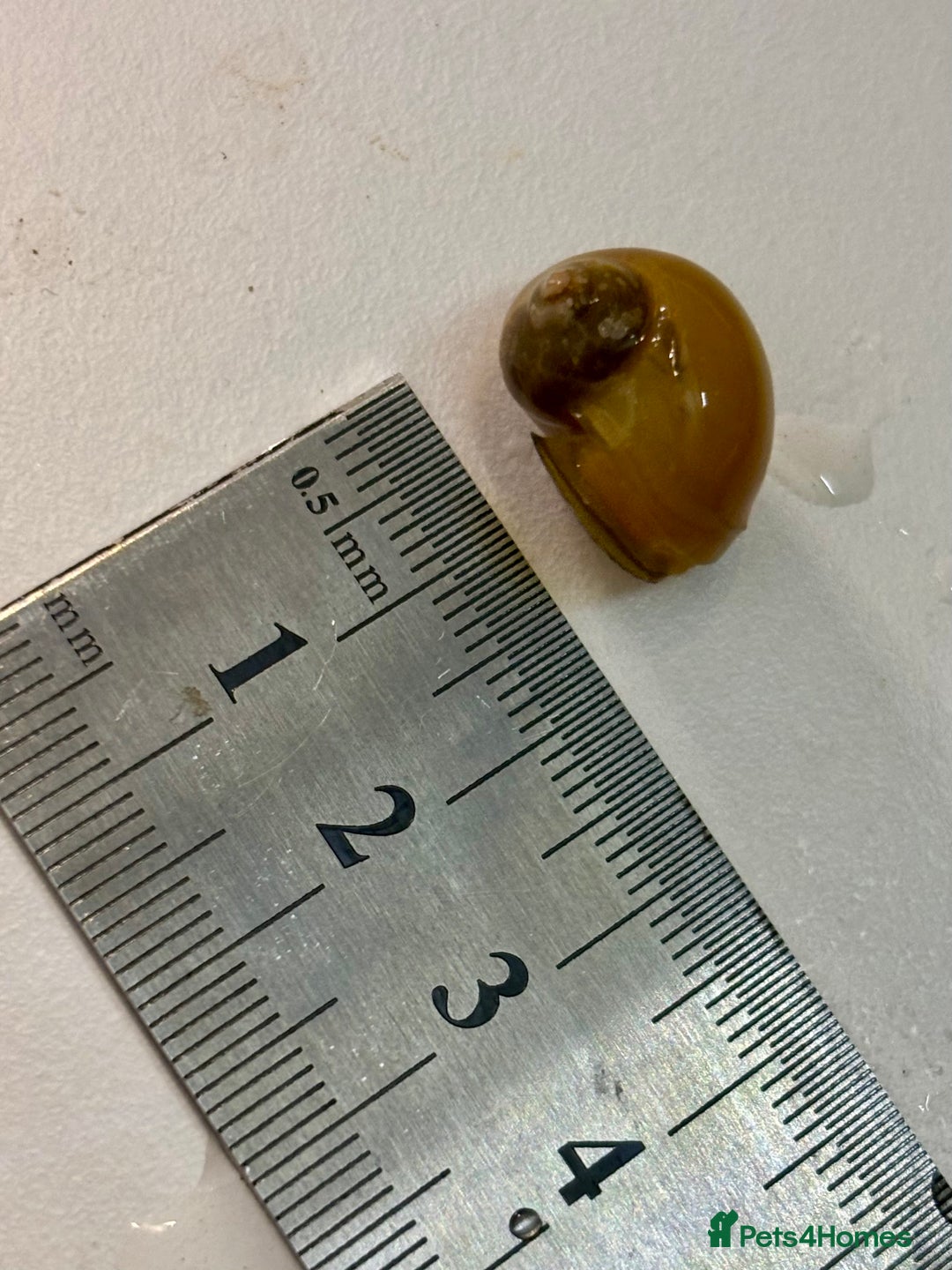 Snails fish for sale: Golden Apple Snails & Moss Balls  - Advert 9