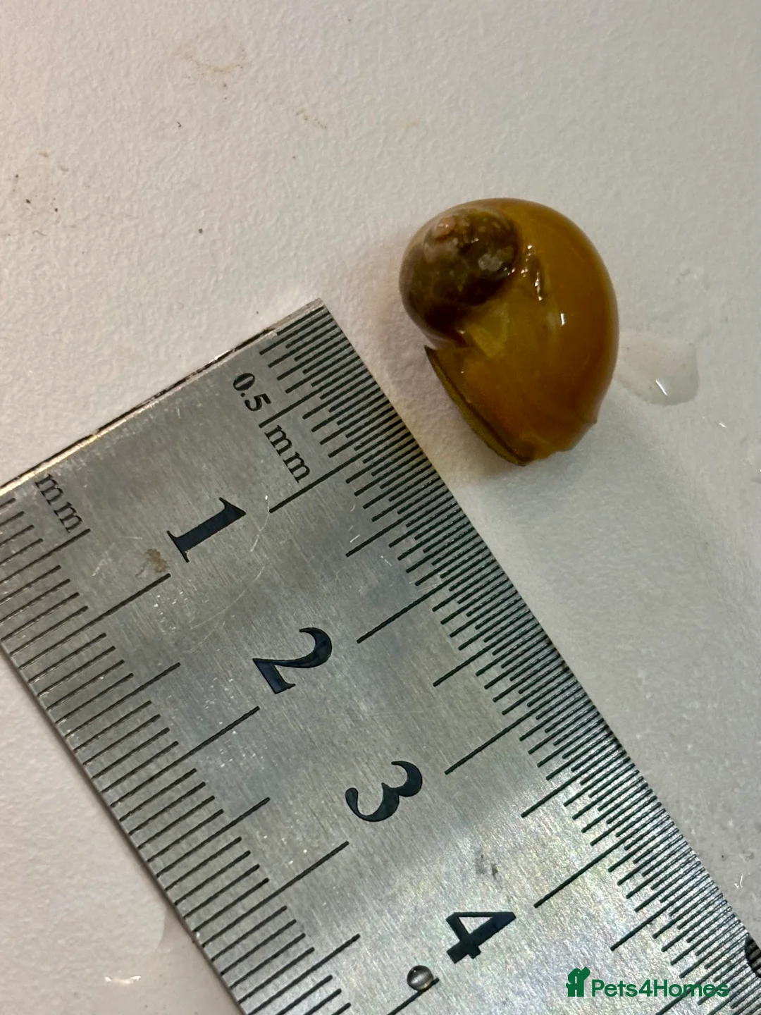 Snails fish for sale: Golden Apple Snails & Moss Balls  - Advert 9