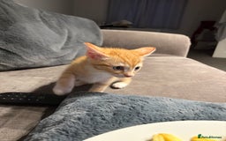 Mixed Breed cats for sale: 11 week old kitten  - Image 1