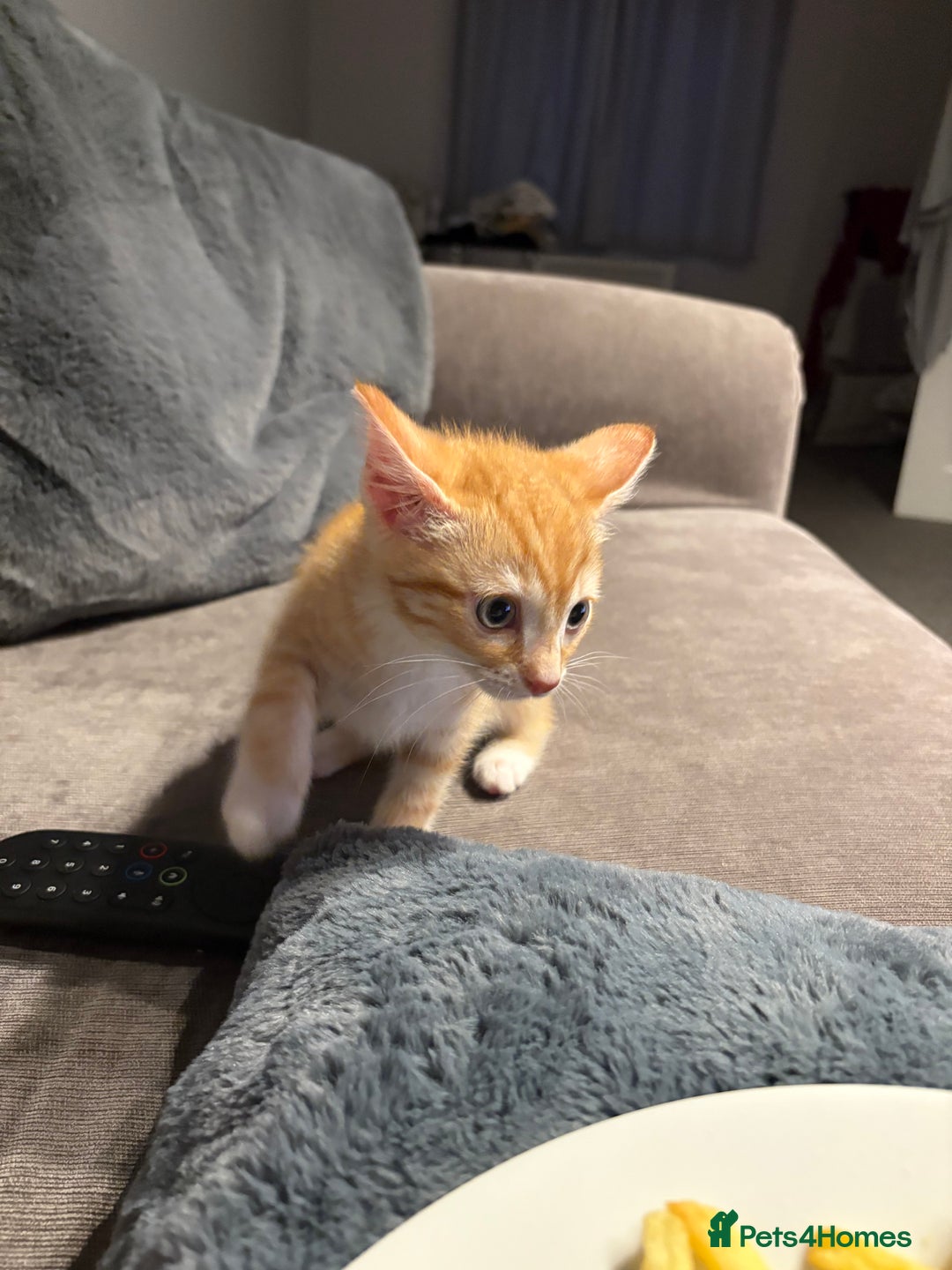 Mixed Breed cats for sale: 11 week old kitten  - Image 1
