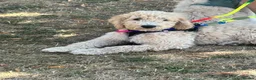 Goldendoodle dogs for sale: F1B Goldendoodles  in Norwich - Advert 3