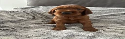 Irish Setter dogs for sale: KC registered Irish Setter puppies Bexhill-on-Sea - Advert 18