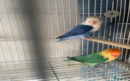 Lovebirds birds for sale: Breeding pair  - Advert 2