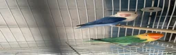 Lovebirds birds for sale: Breeding pair  - Advert 4