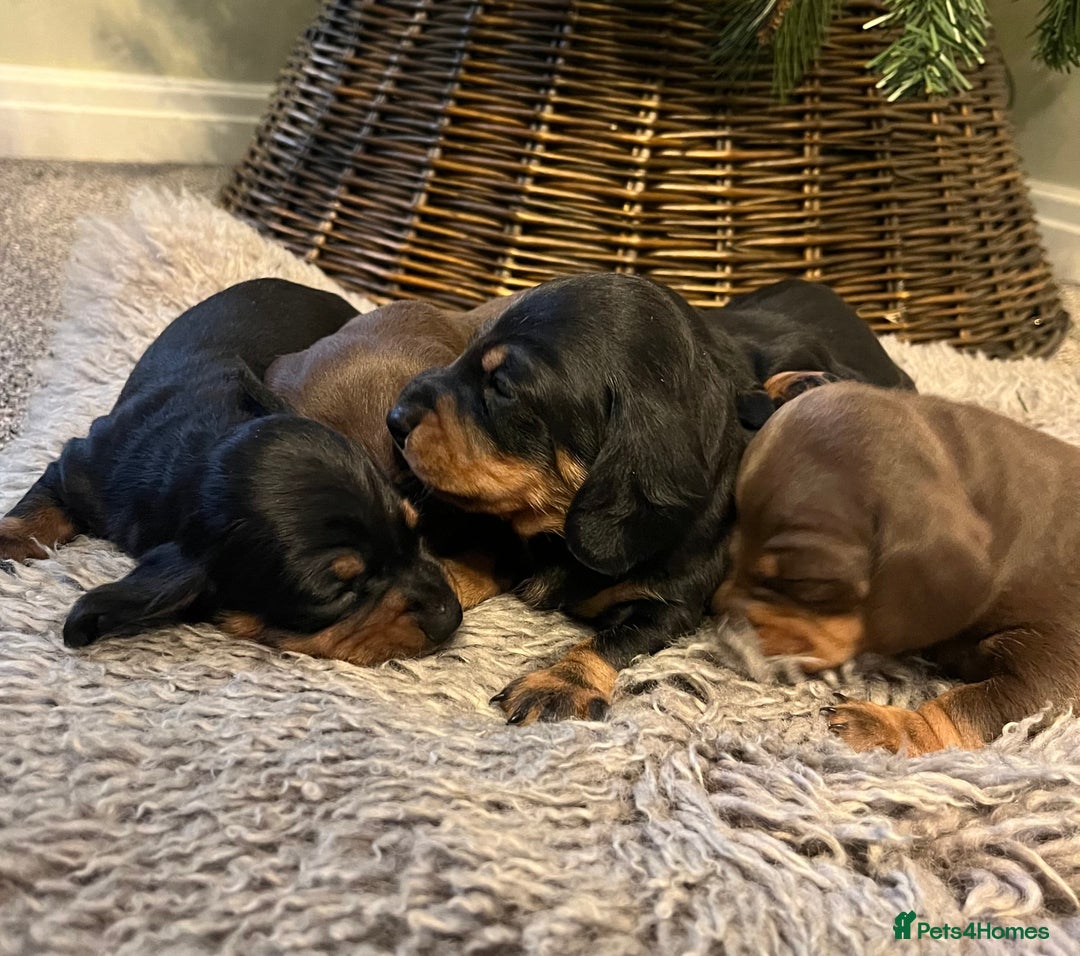 Miniature Dachshund dogs for sale: KC reg PRA clear Mini smooth Dachshund pups - Advert 5