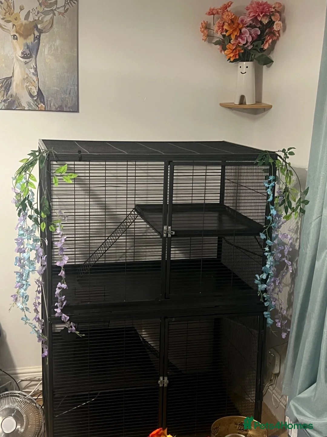 Ferret rodents for sale: Two beautiful boy ferrets with cage  in Chesterfield - Advert 2
