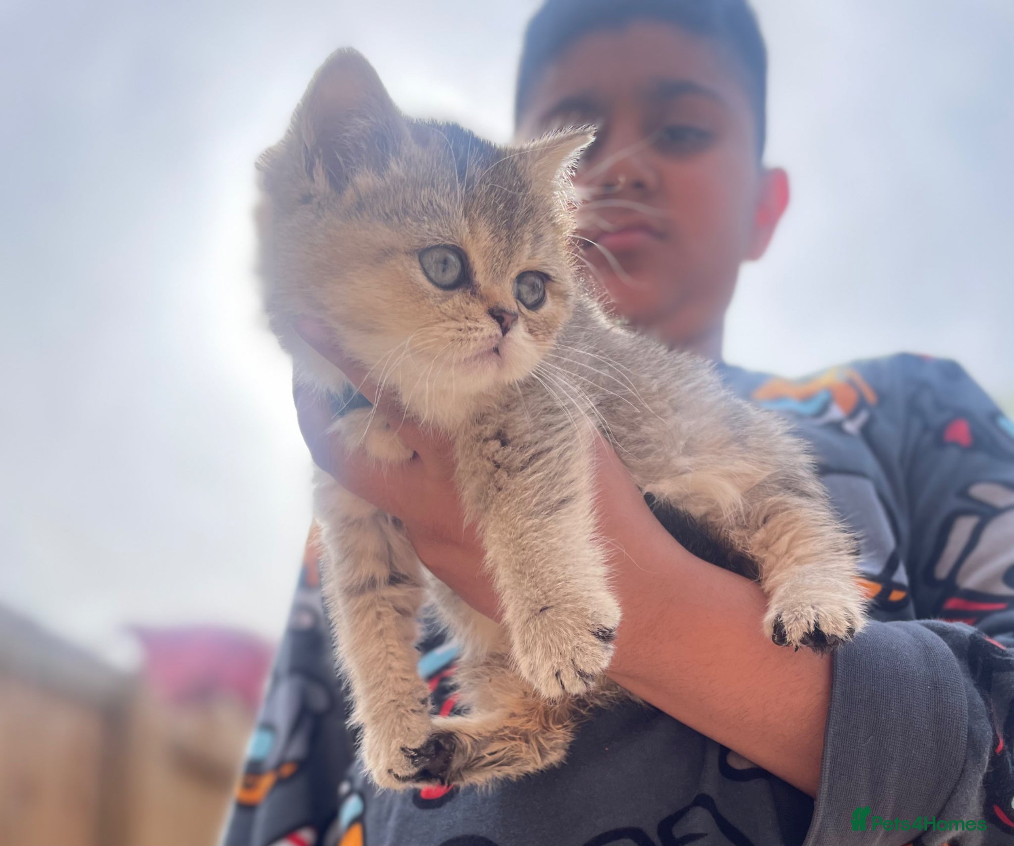 British Shorthair cats Tica bsh 😻 Golden british short hair - Advert 4