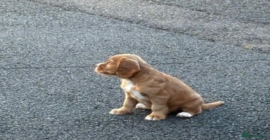 Cocker Spaniel dogs - Advert 2