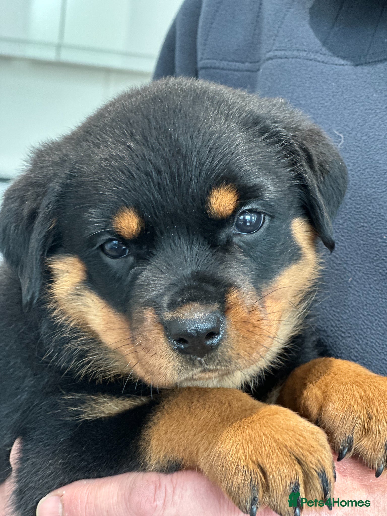 Rottweiler dogs KC registered rottweiler puppies - Advert 10