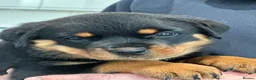 Rottweiler dogs for sale: KC registered rottweiler puppies - Advert 16