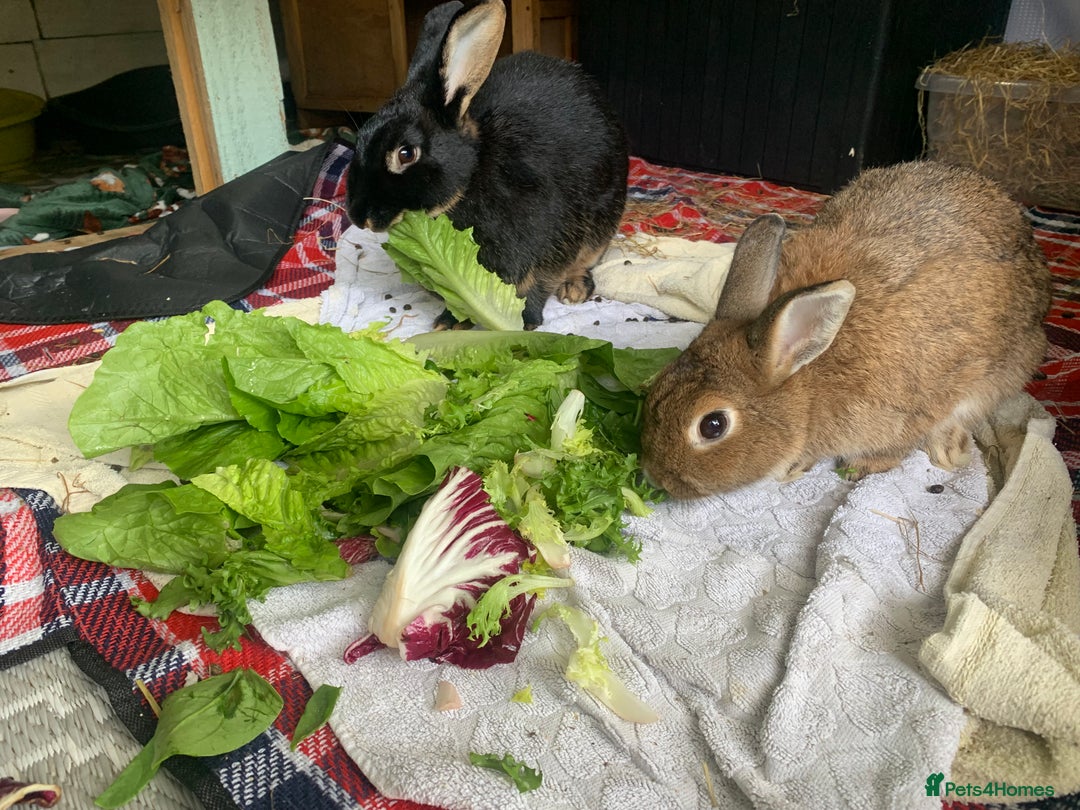 Rex rabbits for sale: Spayed and neutered Rex Rabbits  - Image 2