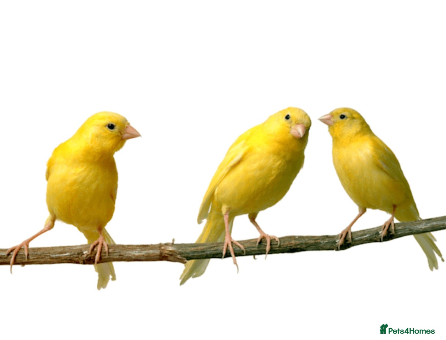 Canaries birds Canarys  - Advert 1