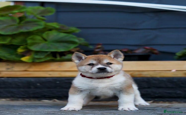 Akita dogs Akita pups  - Advert 6