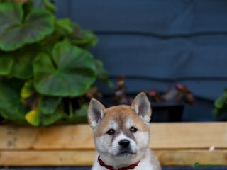 Akita dogs Akita pups - Advert 12