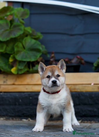 Akita dogs Akita pups - Advert 6