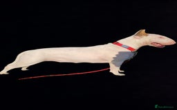 English Bull Terrier dogs for sale: English Bull Terrier Puppy Two Handsome Boys - Image 4