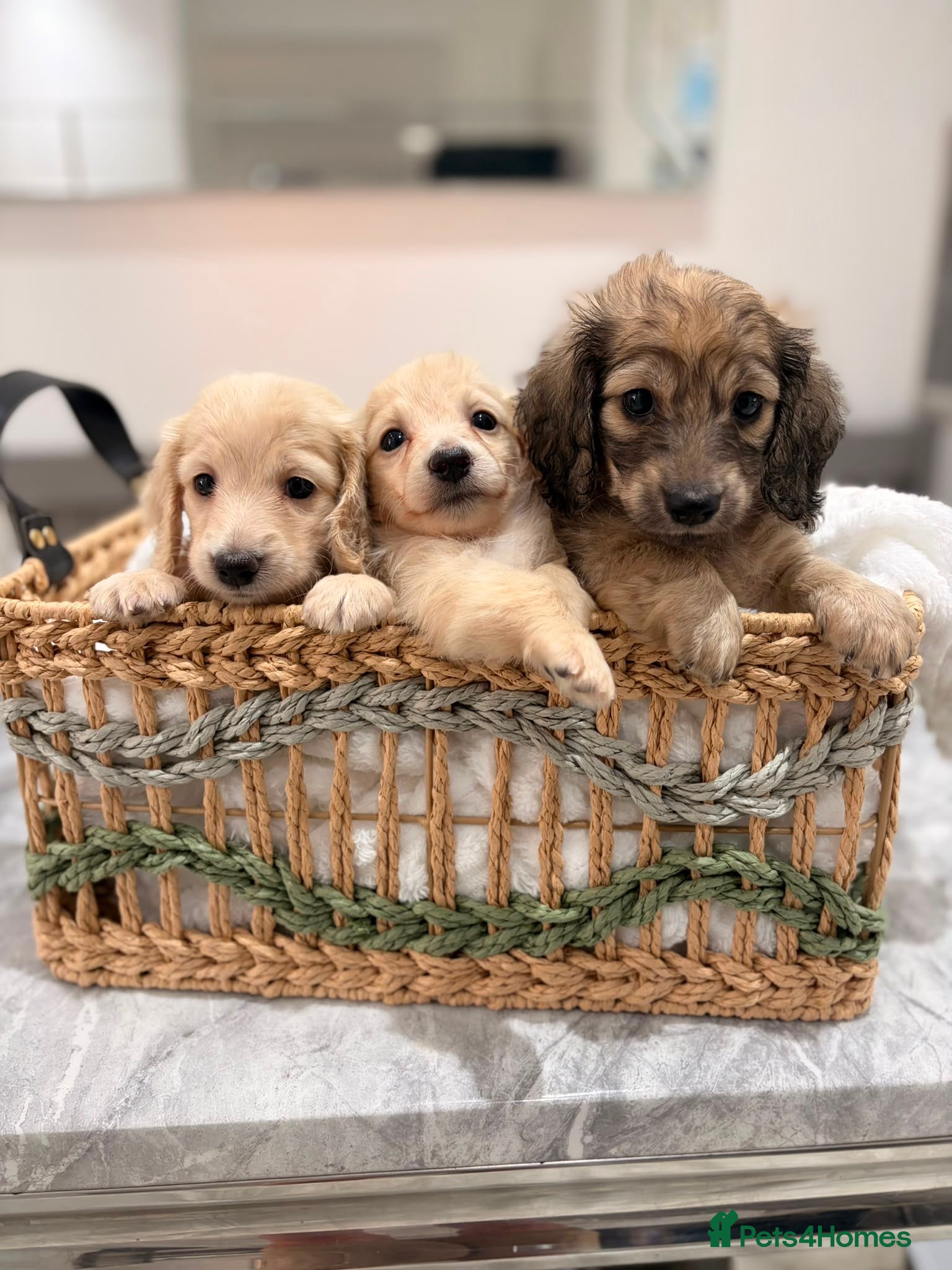Miniature Dachshund dogs Quality cream mini dachshunds - Advert 1