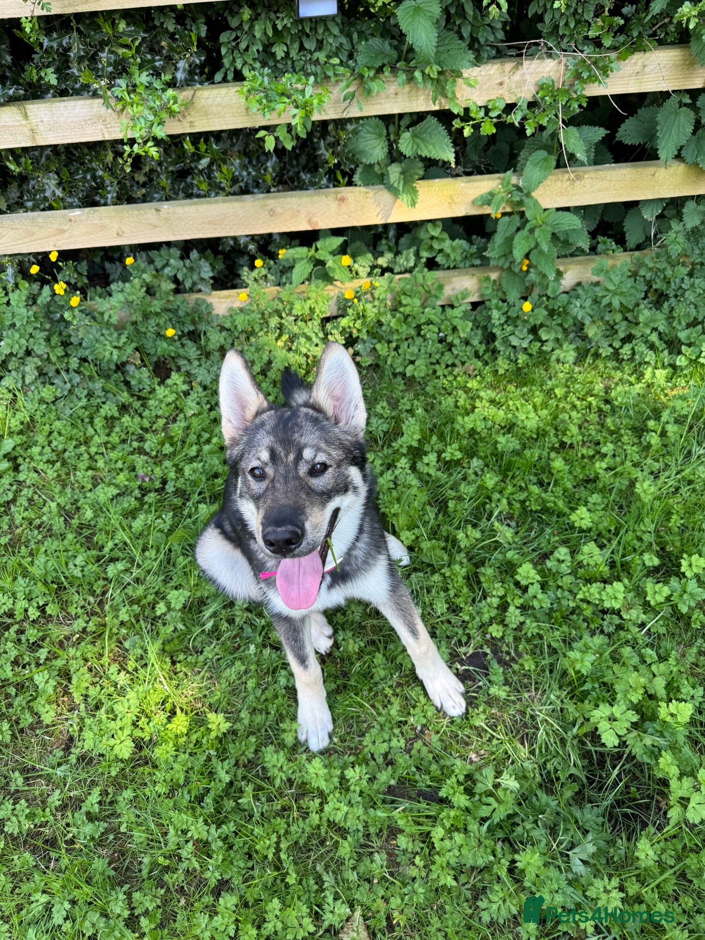 Shepsky dogs Roo Roo - Advert 7