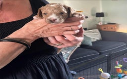 Cavapoo dogs for sale: ✨🌈 Rare Chocolate & Multicoloured Curly Cavapoos - Image 7