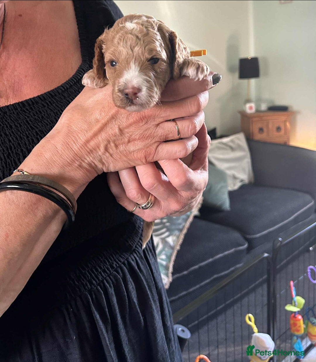 Cavapoo dogs for sale: ✨🌈 Rare Chocolate & Multicoloured Curly Cavapoos - Image 7