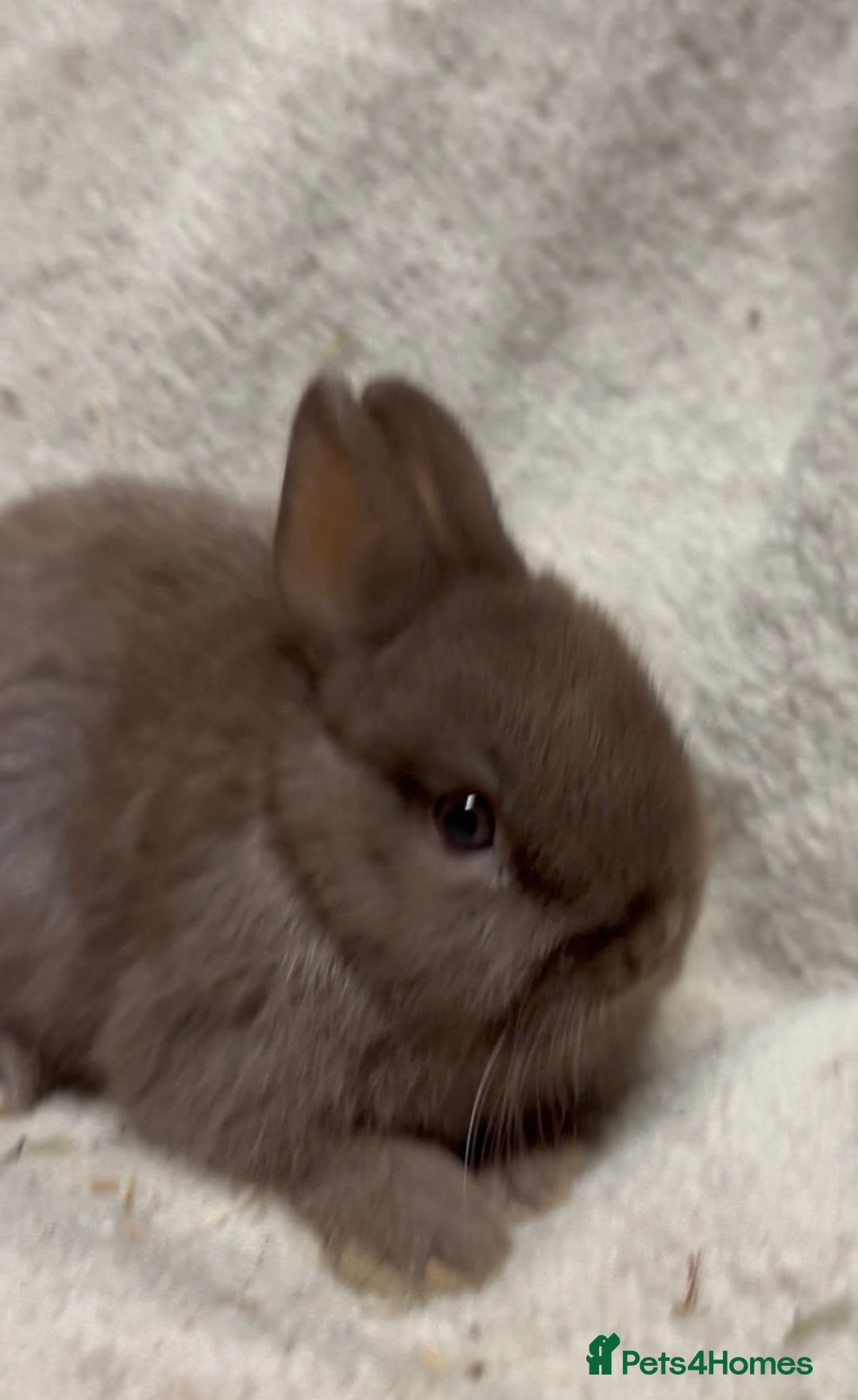 Netherland Dwarf rabbits for sale: 1 beautiful male chocolate netherland - Advert 4