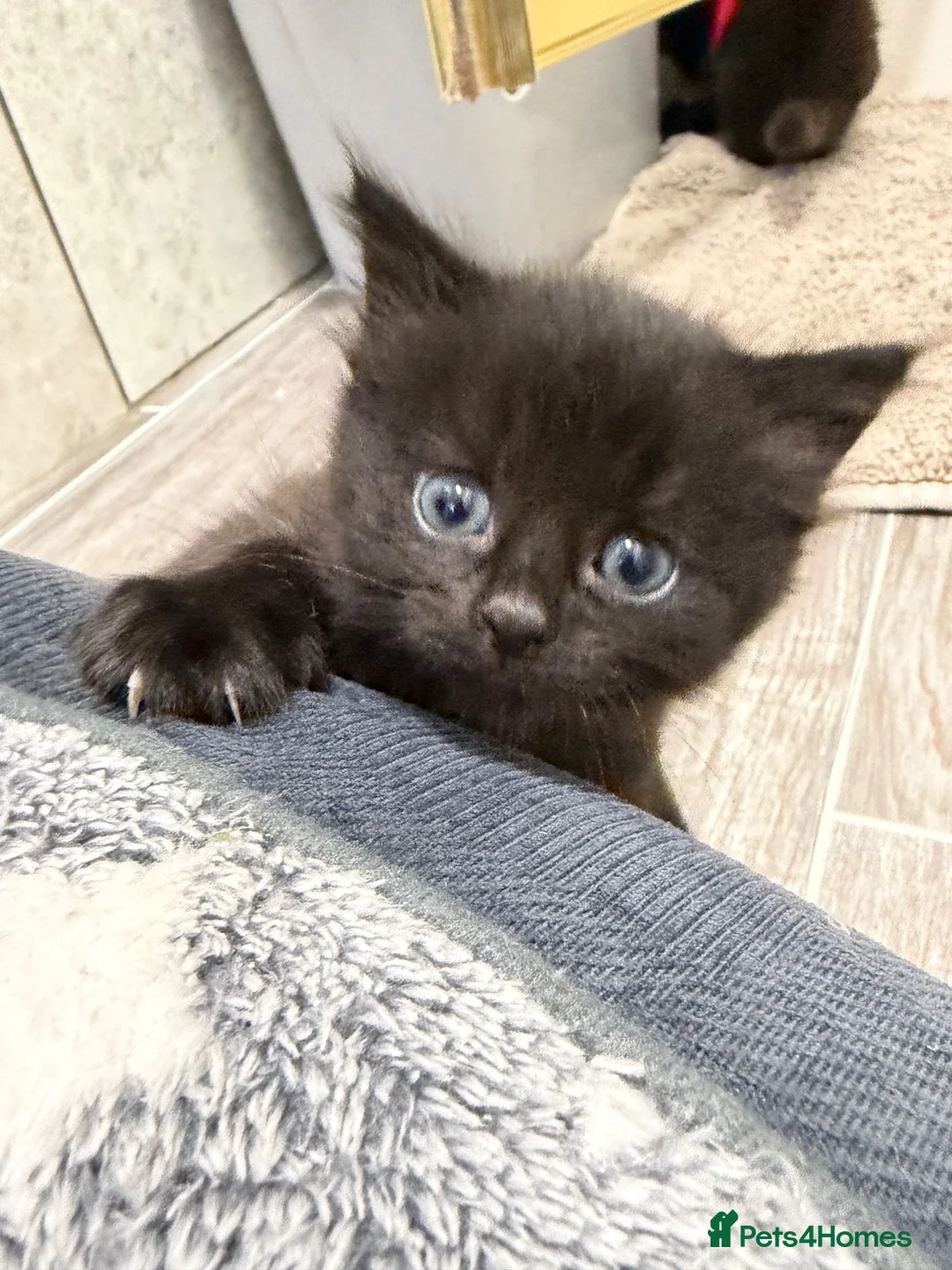 Mixed Breed cats for sale: Fluffy kittens  in Southampton - Advert 11
