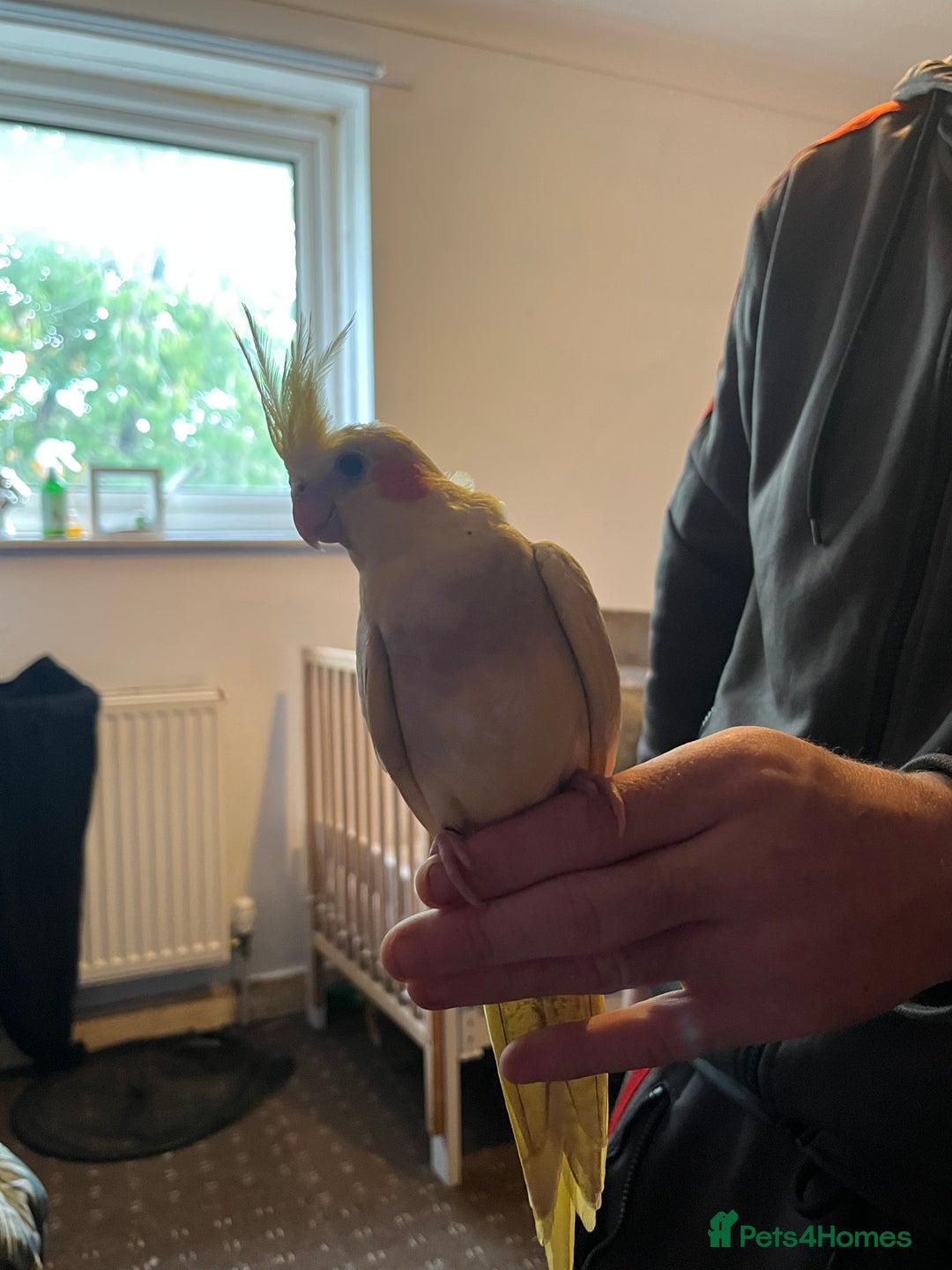 Cockatiels birds for sale: Cockatiels for sale hand tame - Image 5