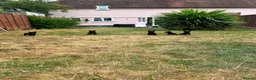 Belgian Shepherd Dog dogs for sale: PURE BREED BELGIAN MALINOIS  in Dunmow - Advert 4