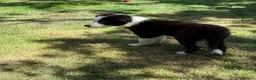 Border Collie dogs for sale: Litter of three striking Border Collie puppies  in Witney - Advert 12