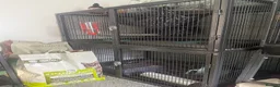 Ferret rodents for sale: Friendly neutered male ferret in Stafford - Advert 4