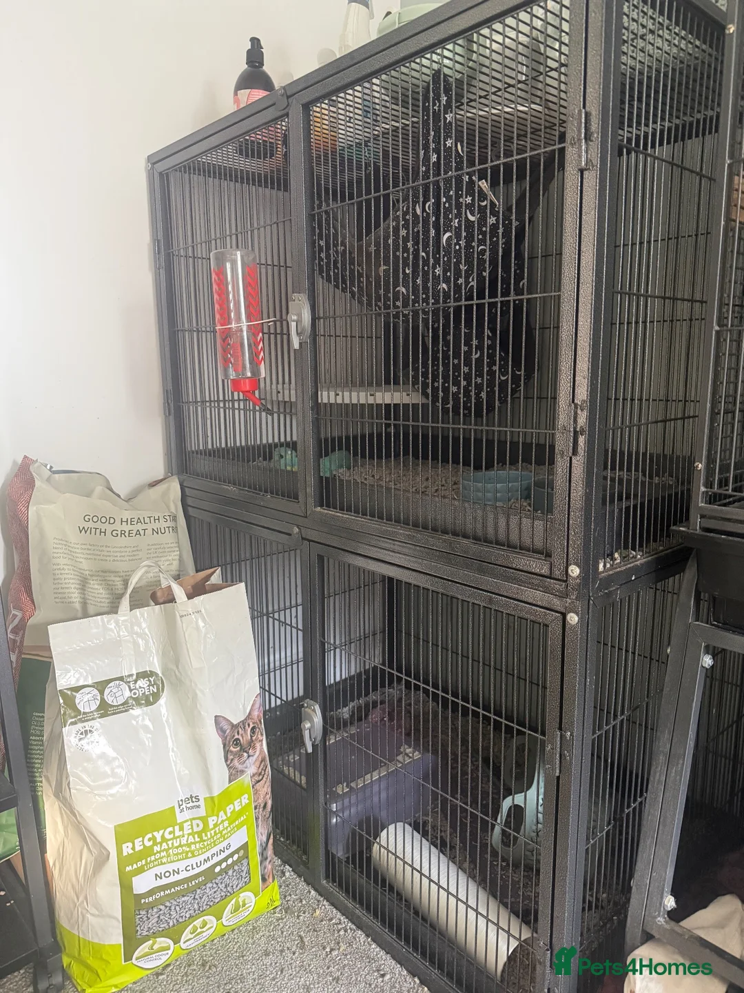 Ferret rodents for sale: Friendly neutered male ferret in Stafford - Advert 4