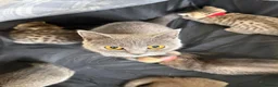 British Shorthair cats for sale: Black Golden British Shorthair Kittens for Sale in Nottingham - Advert 19