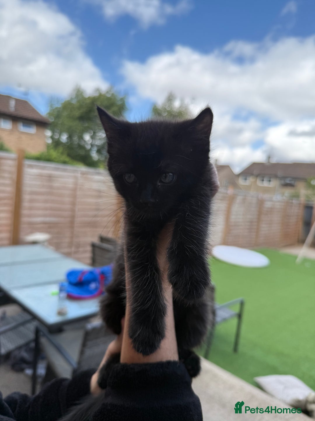 Ragdoll cats for sale: Ragdoll x English shorthair  - Image 14