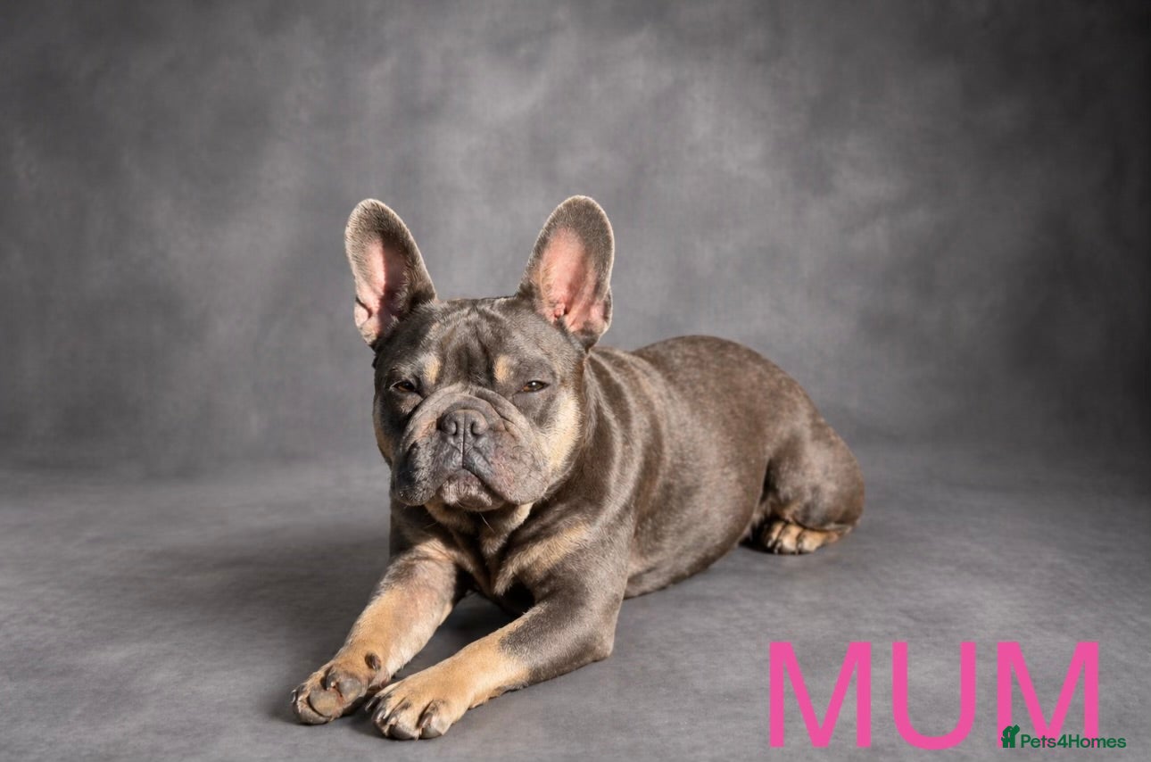 French Bulldog dogs French bulldog puppies  - Advert 17