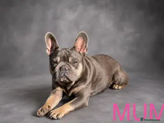 French Bulldog dogs French bulldog puppies - Advert 17