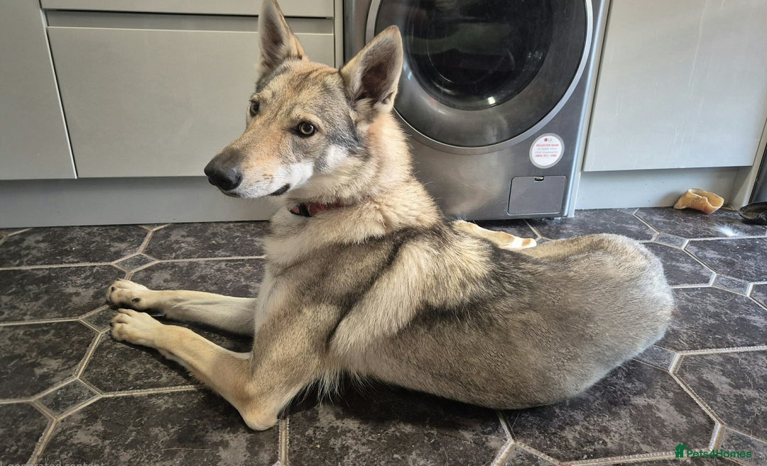 German Shepherd dogs for sale: Czechoslovakian wolfdog female  - Image 1