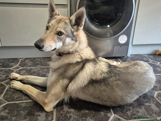 German Shepherd dogs - Advert 3