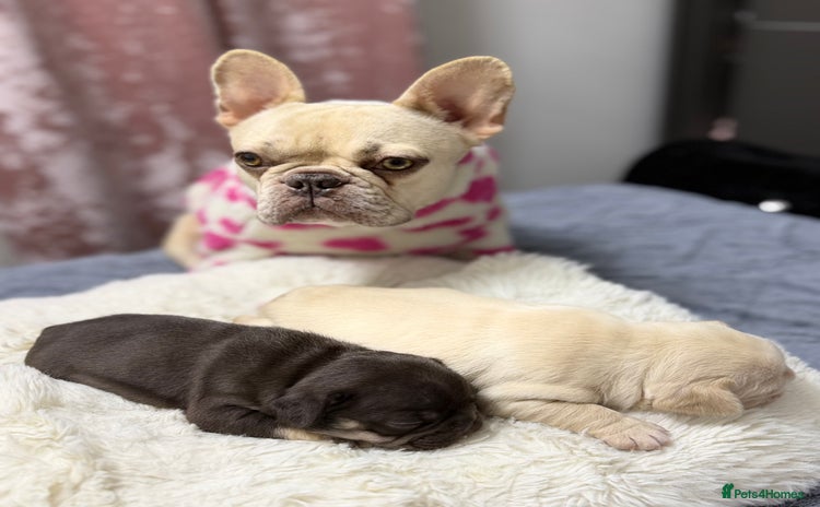 French Bulldog dogs French bulldog  - Advert 1