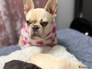 French Bulldog dogs French bulldog - Advert 2