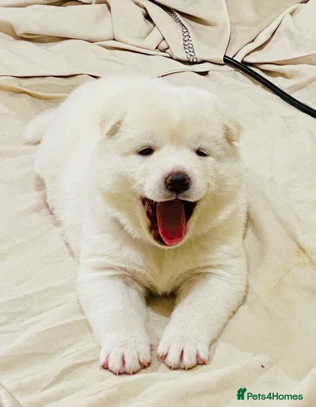 Japanese Akita Inu dogs for sale: Beautiful Japanese Akita Puppies 3 Stunning girls - Advert 5