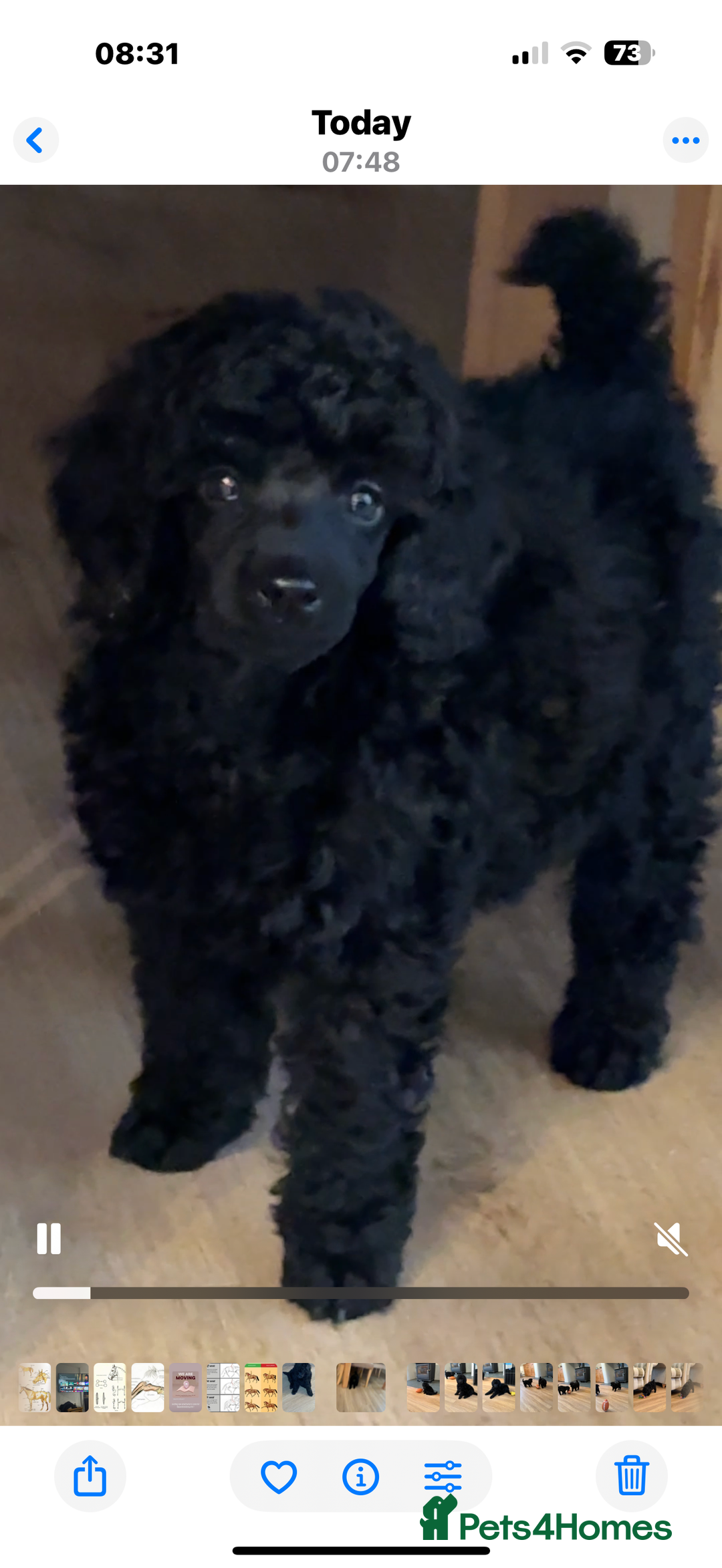 Miniature Poodle dogs for sale: Miniature Poodle Puppies - Advert 4