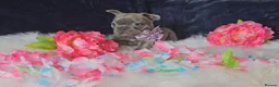French Bulldog dogs for sale: 🐶💜 KC Registered French Bulldog Puppies - Advert 24