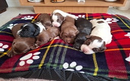 Sprocker dogs for sale: Sprocker puppies - Image 1