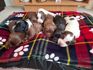 Sprocker dogs - Advert 5