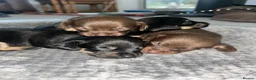 Chiweenie dogs for sale: Cute cuddly and cheeky Chiweenies - Advert 1