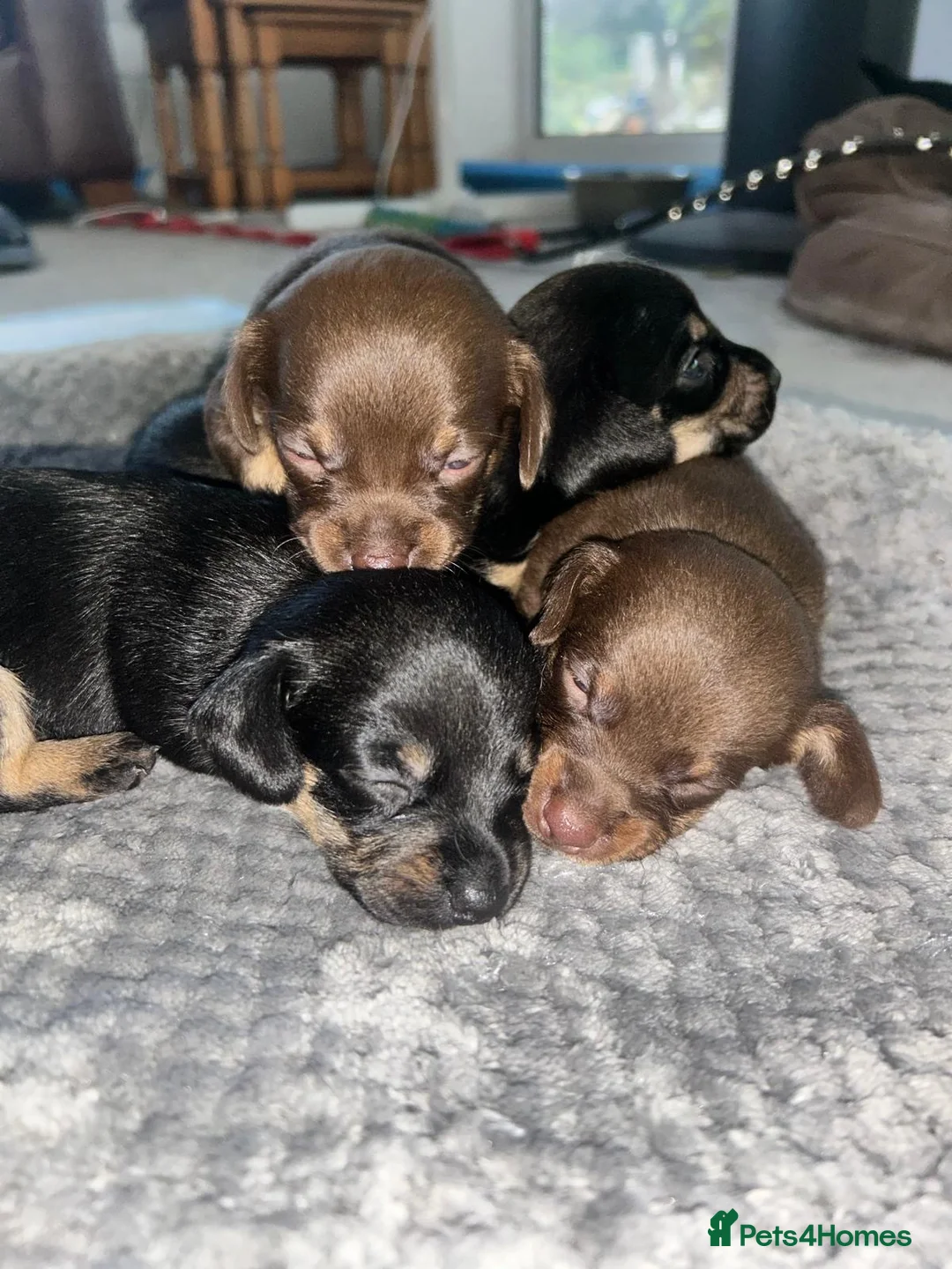 Chiweenie dogs for sale: Cute cuddly and cheeky Chiweenies - Advert 1
